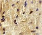 ECSIT Antibody